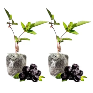 Arapaho Thornless Blackberry Live Plants - 2 Pack, 4-8 Inch Tall Berry Shrub - Image 9