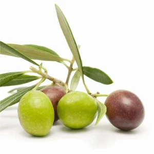 Arbequina Olive Live Plant – 6 to 10 Inch Olea Europaea Starter Fruit Tree - Image 2