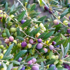 Arbequina Olive Live Plant – 6 to 10 Inch Olea Europaea Starter Fruit Tree - Image 3
