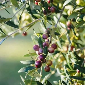 Arbequina Olive Live Plant – 6 to 10 Inch Olea Europaea Starter Fruit Tree - Image 4