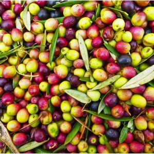 Arbequina Olive Live Plant – 6 to 10 Inch Olea Europaea Starter Fruit Tree - Image 5