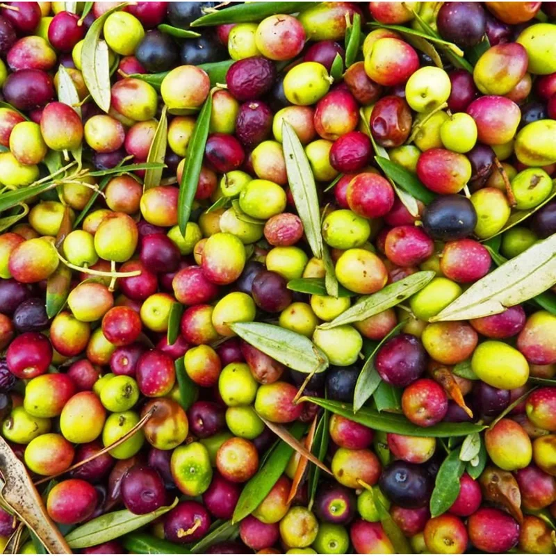 Arbequina Olive Live Plant – 6 to 10 Inch Olea Europaea Starter Fruit Tree - Image 5