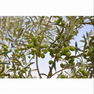 Arbequina Olive Live Plant – 6 to 10 Inch Olea Europaea Starter Fruit Tree - Image 7
