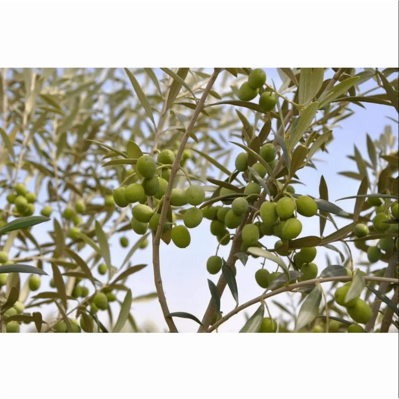 Arbequina Olive Live Plant – 6 to 10 Inch Olea Europaea Starter Fruit Tree - Image 7