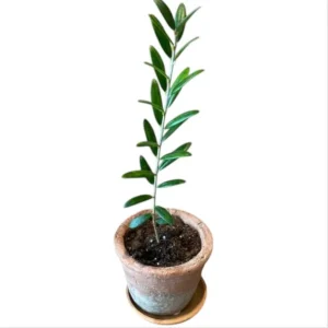 Arbequina Olive Live Starter Plant - 6-10 Inch Tall Fruit Tree for Planting - Image 10
