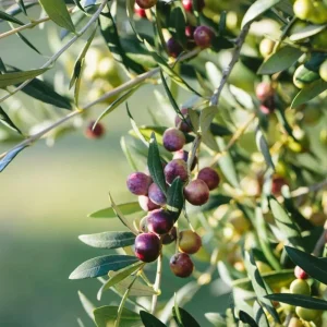 Arbequina Olive Live Starter Plant - 6-10 Inch Tall Fruit Tree for Planting - Image 2
