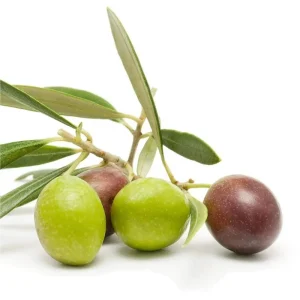 Arbequina Olive Live Starter Plant - 6-10 Inch Tall Fruit Tree for Planting - Image 3