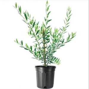 Arbequina Olive Live Starter Plant - 6-10 Inch Tall Fruit Tree for Planting - Image 6
