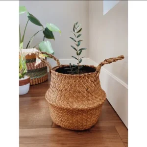 Arbequina Olive Live Starter Plant - 6-10 Inch Tall Fruit Tree for Planting - Image 8