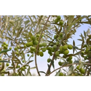 Arbequina Olive Live Starter Plant - 6-10 Inch Tall Fruit Tree for Planting - Image 9