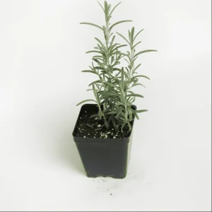 ARP Rosemary Live Plant - Pack of 2, 3-6 Inch Tall, Rosmarinus Officinalis Arp, Cold Hardy Herb - Image 2