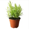 ARP Rosemary Live Plant - Pack of 2, 3-6 Inch Tall, Rosmarinus Officinalis Arp, Cold Hardy Herb - Image 1
