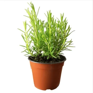 ARP Rosemary Live Plant - Pack of 2, 3-6 Inch Tall, Rosmarinus Officinalis Arp, Cold Hardy Herb - Image 1