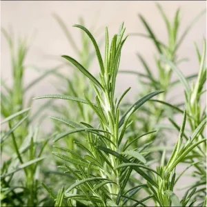 ARP Rosemary Live Plant - Pack of 2, 3-6 Inch Tall, Rosmarinus Officinalis Arp, Cold Hardy Herb - Image 3