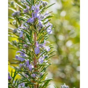 ARP Rosemary Live Plant - Pack of 2, 3-6 Inch Tall, Rosmarinus Officinalis Arp, Cold Hardy Herb - Image 4