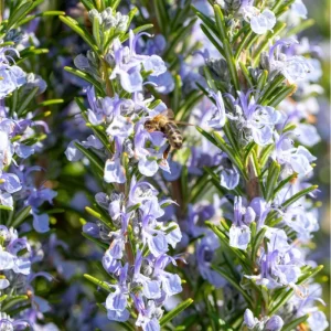 ARP Rosemary Live Plant - Pack of 2, 3-6 Inch Tall, Rosmarinus Officinalis Arp, Cold Hardy Herb - Image 5