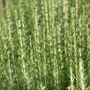 ARP Rosemary Live Plant - Pack of 2, 3-6 Inch Tall, Rosmarinus Officinalis Arp, Cold Hardy Herb - Image 6