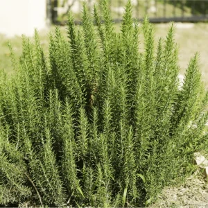 ARP Rosemary Live Plant - Pack of 2, 3-6 Inch Tall, Rosmarinus Officinalis Arp, Cold Hardy Herb - Image 7