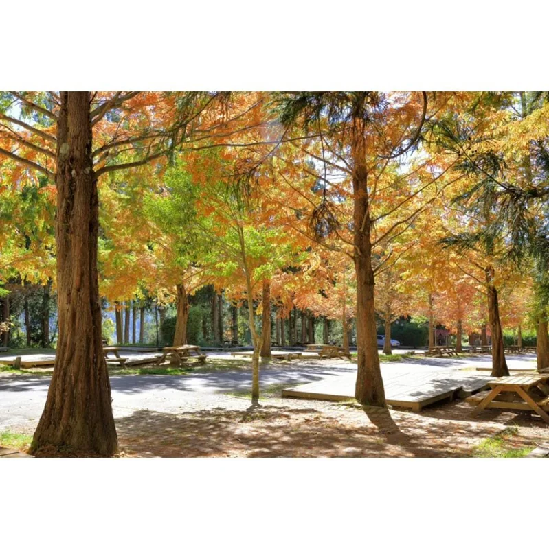 Bald Cypress Tree Bare Root Seedlings - 10-20 Inch Tall - Outdoor Landscape Plant - Image 10