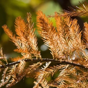 Bald Cypress Tree Bare Root Seedlings - 10-20 Inch Tall - Outdoor Landscape Plant - Image 3