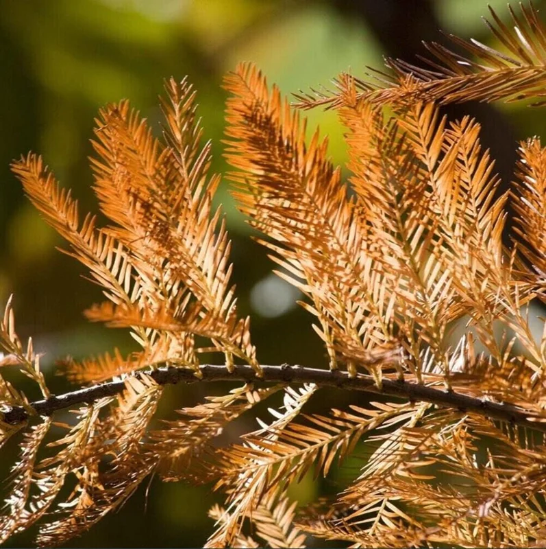 Bald Cypress Tree Bare Root Seedlings - 10-20 Inch Tall - Outdoor Landscape Plant - Image 3