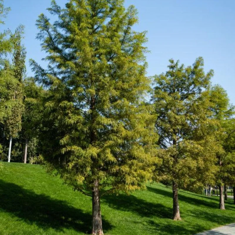 Bald Cypress Tree Bare Root Seedlings - 10-20 Inch Tall - Outdoor Landscape Plant - Image 4