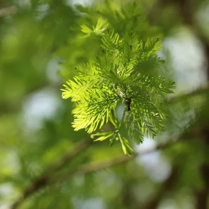 Bald Cypress Tree Bare Root Seedlings - 10-20 Inch Tall - Outdoor Landscape Plant - Image 5