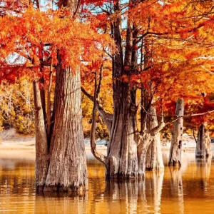 Bald Cypress Tree Bare Root Seedlings - 10-20 Inch Tall - Outdoor Landscape Plant - Image 1