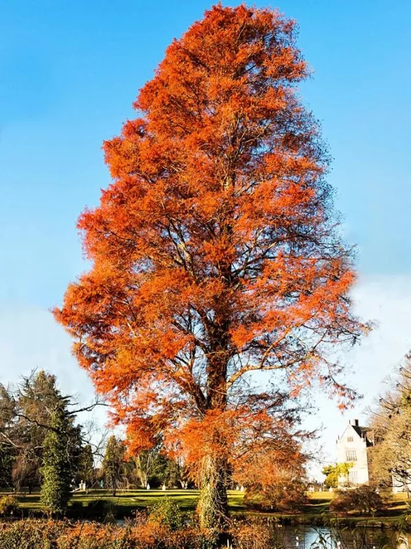 Bald Cypress Tree Bare Root Seedlings - 10-20 Inch Tall - Outdoor Landscape Plant - Image 9