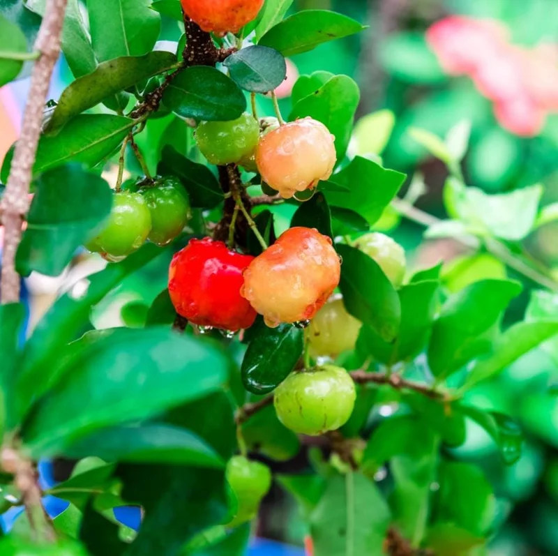 Barbados Cherry Live Plant – Acerola Fruit Tree Starter – 4-8 Inch Tall - Image 4