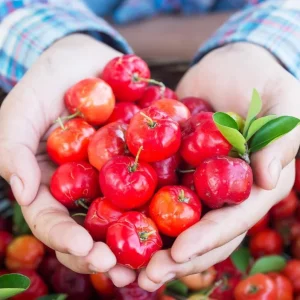 Barbados Cherry Live Plant – Acerola Fruit Tree Starter – 4-8 Inch Tall - Image 5