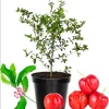 Barbados Cherry Live Plant – Acerola Fruit Tree Starter – 4-8 Inch Tall - Image 1