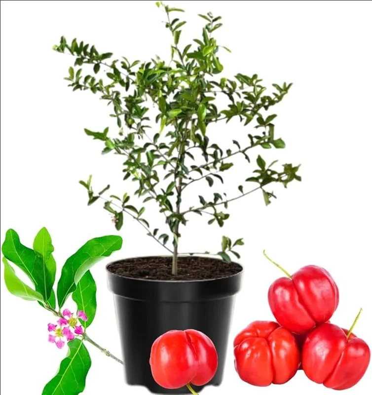 Barbados Cherry Live Plant – Acerola Fruit Tree Starter – 4-8 Inch Tall - Image 1