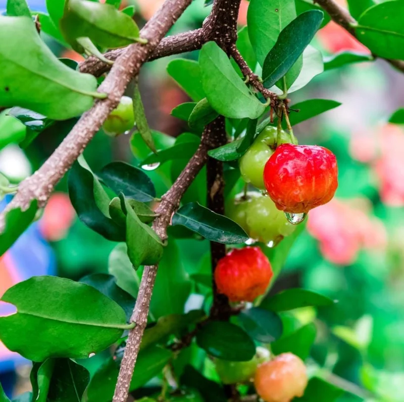 Barbados Cherry Live Plant - Pack of 3 Acerola Cherry Fruit Tree, 4-8 Inch Tall, No Pot, Outdoor - Image 10