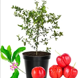 Barbados Cherry Live Plant - Pack of 3 Acerola Cherry Fruit Tree, 4-8 Inch Tall, No Pot, Outdoor - Image 3