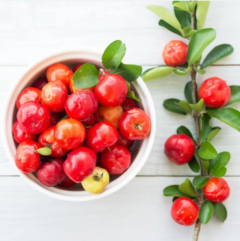 Barbados Cherry Live Plant - Pack of 3 Acerola Cherry Fruit Tree, 4-8 Inch Tall, No Pot, Outdoor - Image 5