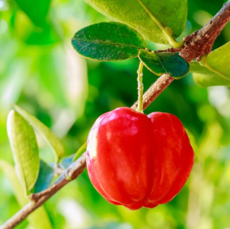 Barbados Cherry Live Plant - Pack of 3 Acerola Cherry Fruit Tree, 4-8 Inch Tall, No Pot, Outdoor - Image 6