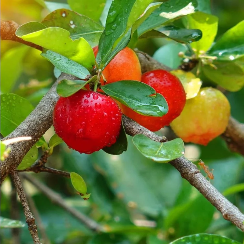 Barbados Cherry Live Plant - Pack of 3 Acerola Cherry Fruit Tree, 4-8 Inch Tall, No Pot, Outdoor - Image 7
