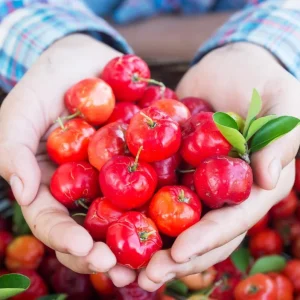 Barbados Cherry Live Plant - Pack of 3 Acerola Cherry Fruit Tree, 4-8 Inch Tall, No Pot, Outdoor - Image 1