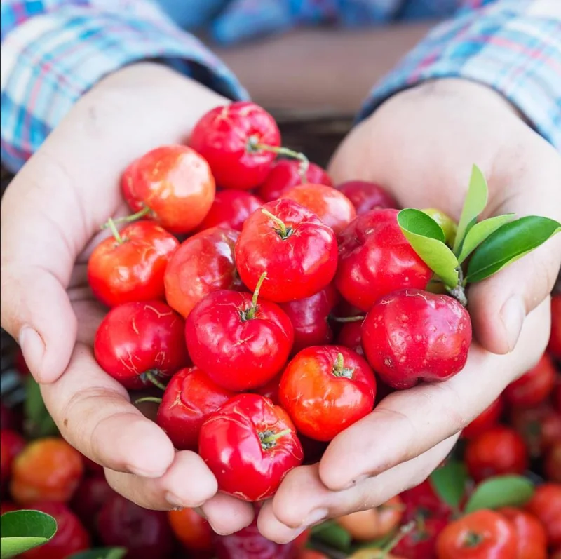 Barbados Cherry Live Plant - Pack of 3 Acerola Cherry Fruit Tree, 4-8 Inch Tall, No Pot, Outdoor - Image 1