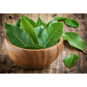 Bay Laurel Live Starter Plants - Sweet Bay Leaf Tree, Laurus Nobilis, 4-8 Inch Tall, 2 Pack - Image 4