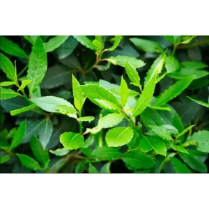 Bay Laurel Live Starter Plants - Sweet Bay Leaf Tree, Laurus Nobilis, 4-8 Inch Tall, 2 Pack - Image 5