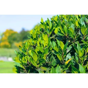 Bay Laurel Live Starter Plants - Sweet Bay Leaf Tree, Laurus Nobilis, 4-8 Inch Tall, 2 Pack - Image 6