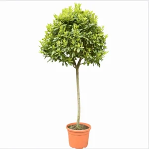 Bay Laurel Live Starter Plants - Sweet Bay Leaf Tree, Laurus Nobilis, 4-8 Inch Tall, 2 Pack - Image 7