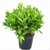 Bay Laurel Live Starter Plants - Sweet Bay Leaf Tree, Laurus Nobilis, 4-8 Inch Tall, 2 Pack - Image 1