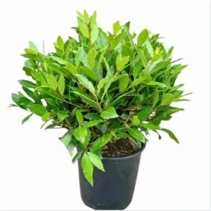 Bay Laurel Live Starter Plants - Sweet Bay Leaf Tree, Laurus Nobilis, 4-8 Inch Tall, 2 Pack - Image 1