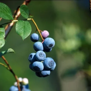 Biloxi Blueberry Live Plant – Fruit Bearing Shrub – 4-8 Inch Tall – Outdoor - Image 3