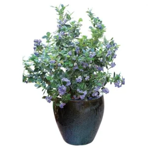 Biloxi Blueberry Live Plant – Fruit Bearing Shrub – 4-8 Inch Tall – Outdoor - Image 4