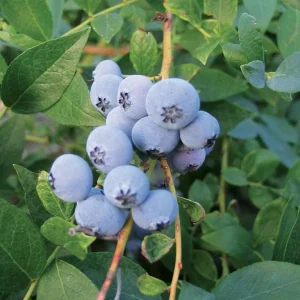 Biloxi Blueberry Live Plant – Fruit Bearing Shrub – 4-8 Inch Tall – Outdoor - Image 5