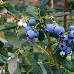 Biloxi Blueberry Live Plant – Fruit Bearing Shrub – 4-8 Inch Tall – Outdoor - Image 6